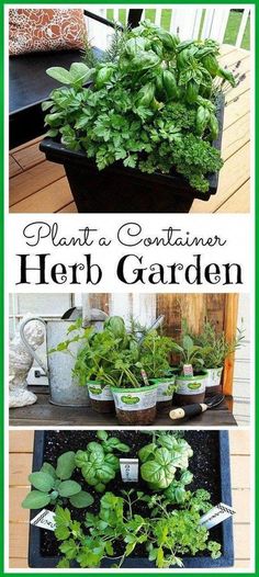 some plants that are growing in pots on the ground with text overlay saying, plant a container herb garden