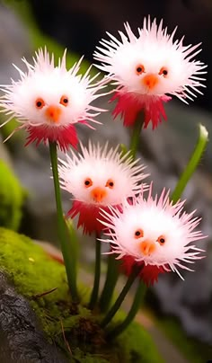 three white and red flowers with orange eyes