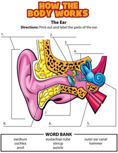 the diagram shows how the body works for children to learn and understand what they are doing