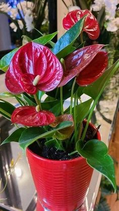 a red vase with flowers in it on a table