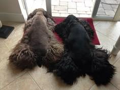 two dogs laying on the floor next to each other in front of a glass door