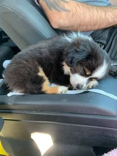 a small dog laying on top of a car seat