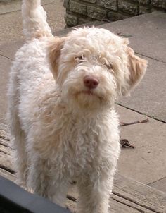 a small white dog standing on top of a wooden bench