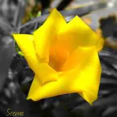 a yellow flower that is in the grass