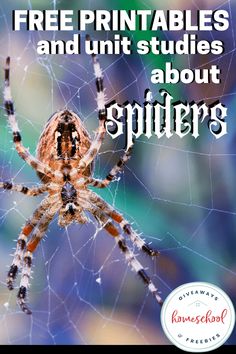 a spider with the caption free printables and unit studies about spiders