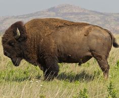 a large buffalo standing in the middle of a field