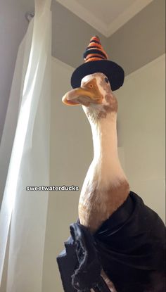 a duck wearing a hat and scarf on top of it's head in a room