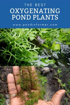 the best oxygenanting pond plants to grow in your yard or garden, including water and