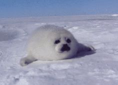 a baby seal is laying in the snow