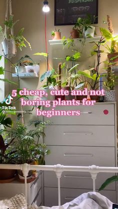 there is a bed with plants on it and the words 6 cheap, cute indoor boring plants for beginners