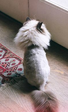 a cat is sitting on the floor looking out the window at the rug in front of it