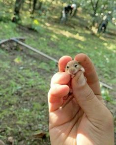 a hand holding a tiny animal in the middle of it's fingers, with other animals in the background