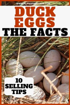 an image of eggs in the grass with text overlay that reads duck eggs the fact's 10 selling tips