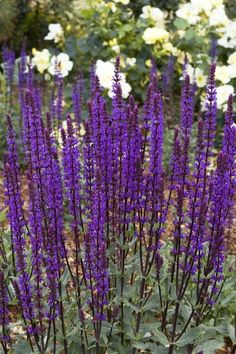 purple flowers are blooming in the garden