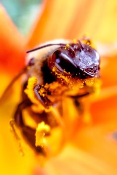 a close up view of a bee sitting on top of an orange and yellow flower