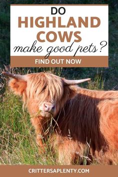 a brown cow standing in tall grass with the words do highland cows make good pets? find out now