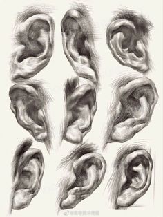 an image of different types of ears drawn in graphite on paper by artist and photographer