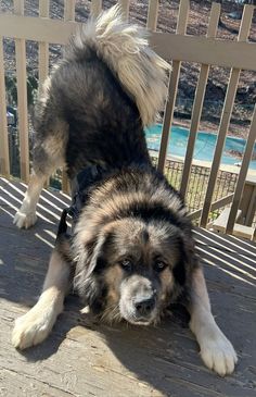 a dog standing on top of a wooden deck