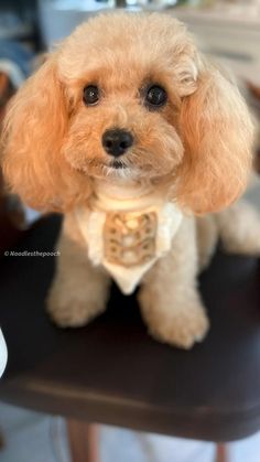 a small white dog sitting on top of a chair