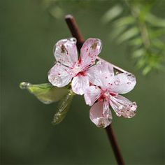 pink flowers with drops of water on them