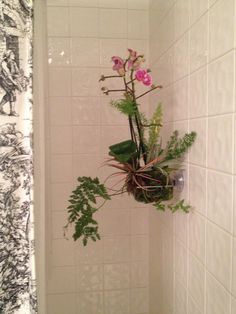 a plant hanging from the side of a shower