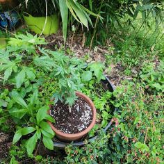 a potted plant with dirt on the ground in front of some bushes and plants