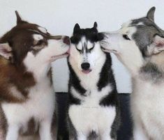 three husky dogs standing next to each other with their eyes closed and noses close together