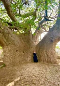 a person standing in front of a large tree