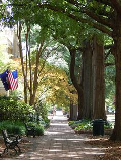 an empty sidewalk with benches and trees on both sides