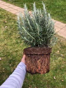 a person is holding a potted plant in their hand on the grass near a sidewalk