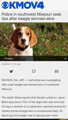 an image of a dog that is on the twitter page for kmov4