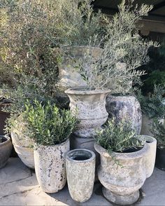 several large vases with plants growing out of them in the middle of a garden