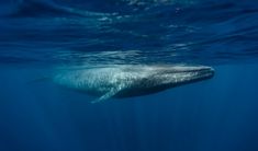 a large gray whale swims under the water's surface in clear blue waters