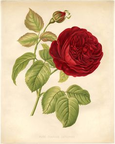 a drawing of a red rose with green leaves