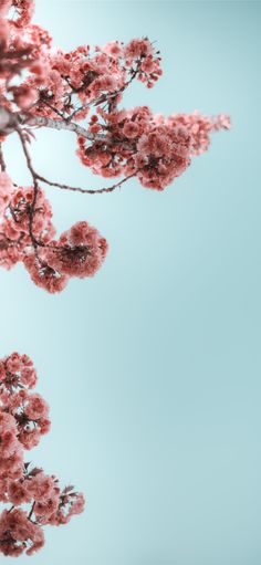 pink flowers are blooming on a tree branch in front of a light blue sky