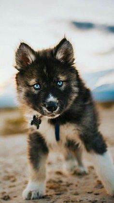 a puppy with blue eyes is running on the beach