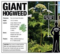 the giant hogweed plant is labeled in black and white, with information about it