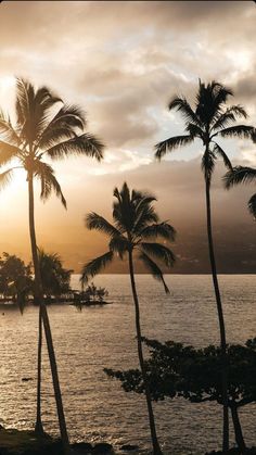 palm trees are silhouetted against the setting sun on an oceanfront beach in hawaii