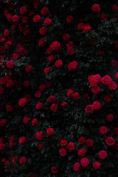 red flowers growing on the side of a building