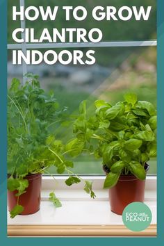 three potted plants on a window sill with the words how to grow cilantro indoors