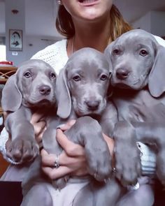 the woman is holding three puppies in her arms while they are all looking at the camera