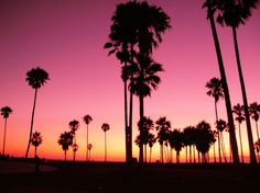 palm trees are silhouetted against an orange and pink sky