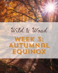 the words wild and wood week 3, autumn equinnox in front of trees