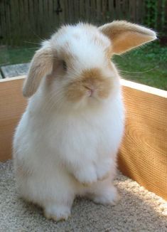 a small white rabbit sitting in front of a window