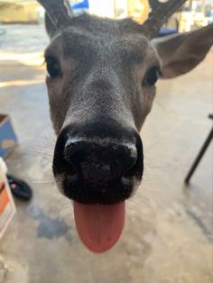 a deer sticking its tongue out to the camera