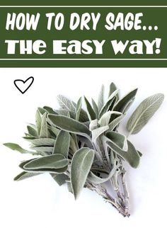 How to Dry Herbs Dry Sage Leaves, Green Onions Growing, Bbq Rub Recipe, Dry Rub For Chicken, Mason Jar Herb Garden, Easy Canning, Dry Rub Recipes