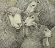 a pencil drawing of sheep standing next to each other