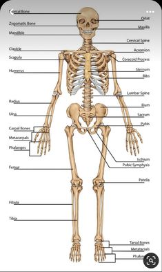 the skeletal skeleton is shown with labels on its chest and upper body, including the bones