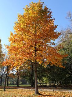 an orange tree with yellow leaves on the ground