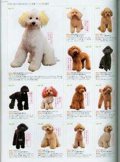 an open book with many different types of poodles in english and japanese writing